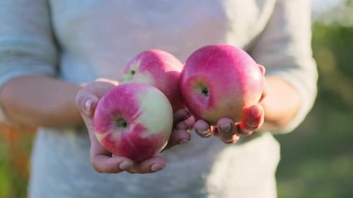 Closeup of Ripe Red Apples in Woman Hands Outdoor Garden