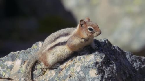 Primer plano de una ardilla rayada sentada sobre una roca