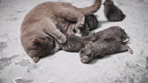 Cat with Kittens Grooming Indoors