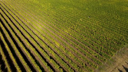 Survol d'une rangée de raisins dans un vignoble à l'automne. Vue aérienne
