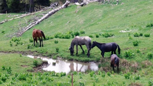 Pferdeherde, die Gras fressen, Wasser trinken und auf einer Wiese mit Tannen grasen vor dem Hintergrund von