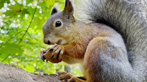 Close-up portrait of a funny and fluffy red squirrel eating a nut while sitting on a branch.