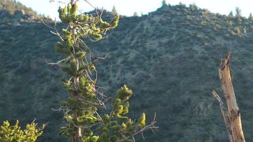 Close-Up of Bristlecone Pine: Focus on Weathered Pine Against Mountainous Backdrop