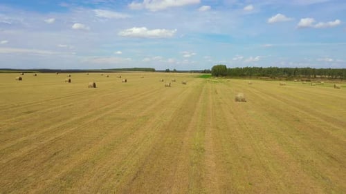 Field with Haystacks After Harvest Rural Landscape