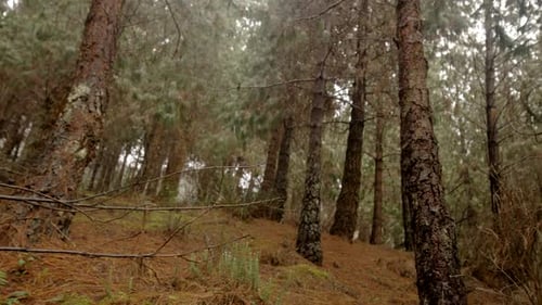 Cloud forest and vegetation, steady cam