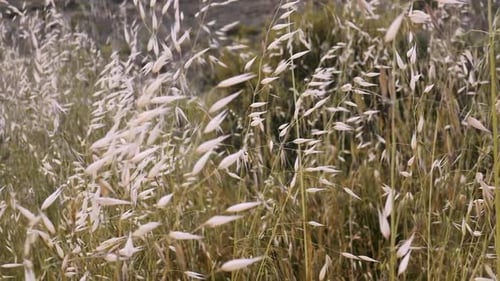Wild Grass Swaying Gently in Rural Field