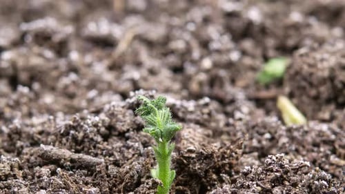 4K - Growing Plant Chickpeas