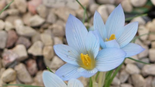 Crocuses with beautiful flowers multicolored. The most beautiful flowers of spring