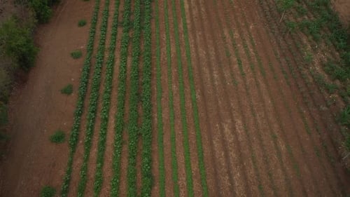 Aerial View of Farmland With Green Crops