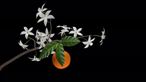 Orange Tree Branch - Blooming Flowers and Fruit - I - Alpha Channel