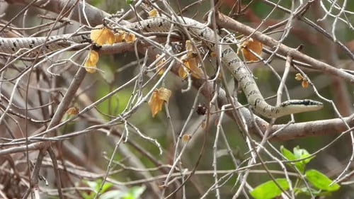 Magnifique petit serpent dans un arbre.