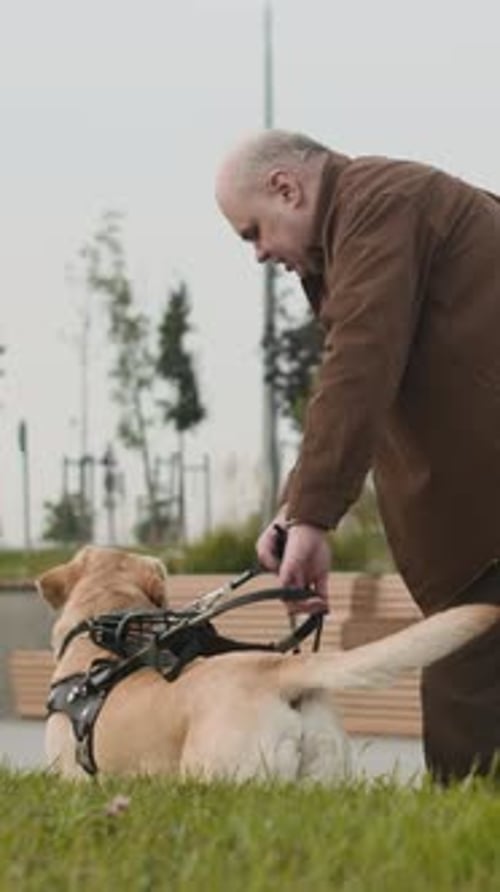 Man Walks Guide Dog in Urban Park