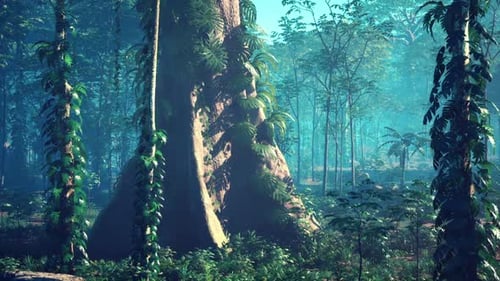 Large Tree in Forest