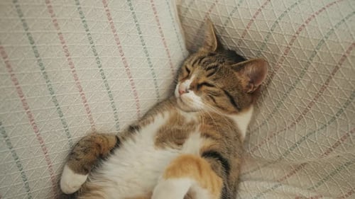 Relaxing Tabby Cat Lounging Comfortably on Couch