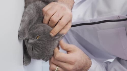 Veterinarian Examining Fluffy Gray Cat in Clinic