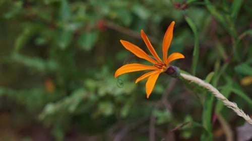 Orange Autumn Wildflower