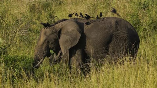 An elephant mother moves through tall grass, grazing alongside her calf. A flock of piapiacs perch