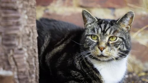 Sauvez un chat qui profite de la vie. Assis près d'un arbre, il observait son environnement.