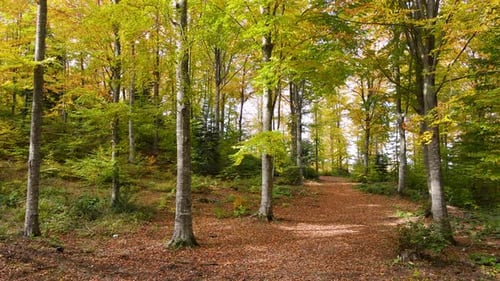 Herbstlicher Wald