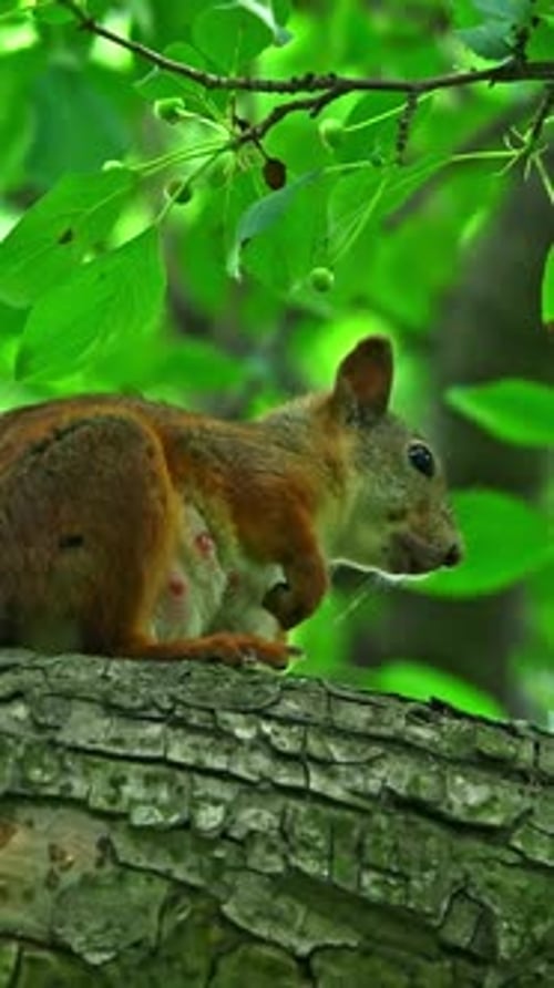 A Squirrel Sits on a Tree Branch