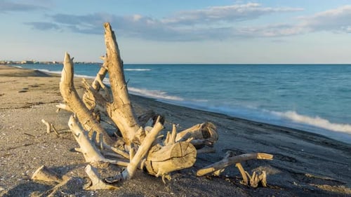 Branch in Sunlight Lies on a Wild Beach Against the Backdrop of the Black Sea and the Cloudy Sky