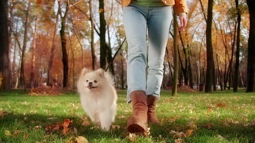 Closeup View of Spitz Dog Looking Cheerful While Strolling Around Green Lawn