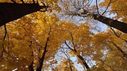 Looking Up at Golden Fall Leaves and Trees