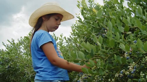Family Farm Life Schoolgirl Picking Blueberries with Family