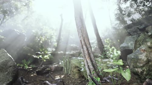 Sun Shining Into Tropical Forest
