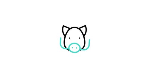 Minimalist Line Art Pig Head Drawing Animation