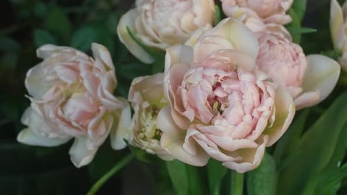 Close Up of a Bouquet of Pink Tulips