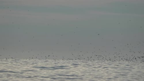 Birds Flight Sea Foggy Day Coastal Avian Migration Overcast Sky Likely Morning or Evening
