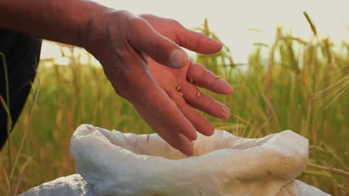 Close Up Hands of Farmer Touching Poured Through the Fingers Wheat Grains in a Sack