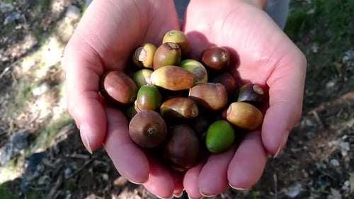 Randonneuse tenant une poignée de glands ramassés alors qu'elle traversait une forêt profonde