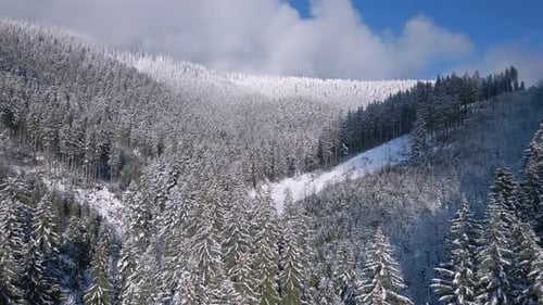 Luftaufnahme Winterwald Schneebedeckte Bäume Natur
