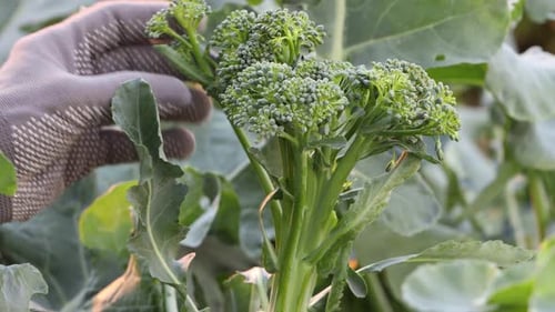 Growing broccoli. Close-up.