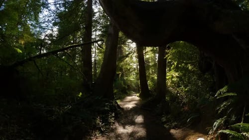 Scenic Hiking Trail in the Rainforest with Vibrant Green Trees