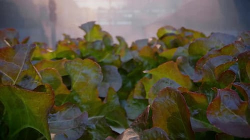 Footage close up of hydroponics planting salad red oak lettuce in vegetable plot bed in greenhouse.