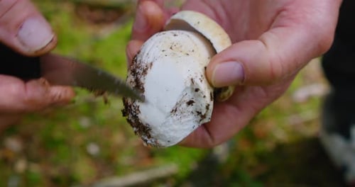 Hands of Elderly Man Clean a Freshly Cut Mushroom From the Soil in Autumn Forest