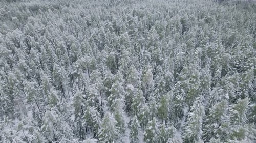 Fliege über den winterlichen weißen und grünen Nadelwald