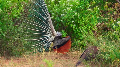 Peacock Displaying Elaborate Plumage in Tropical Nature