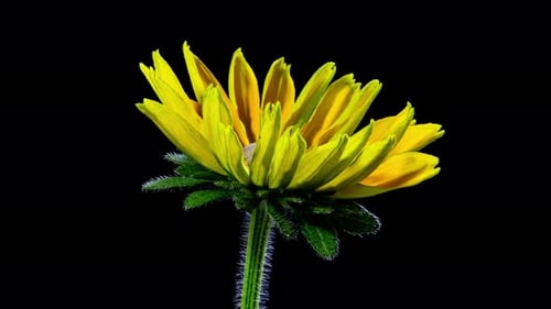 Time Lapse of a Vibrant Yellow Flower Blooming