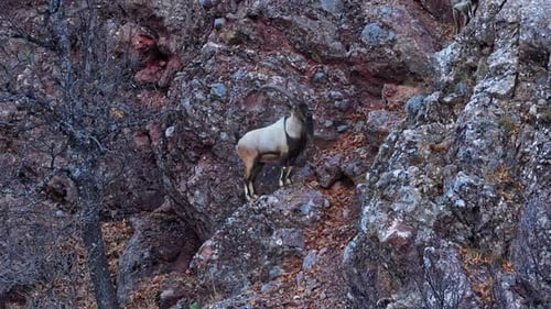 Wild Mountain Ibex Standing on Rocky Cliff