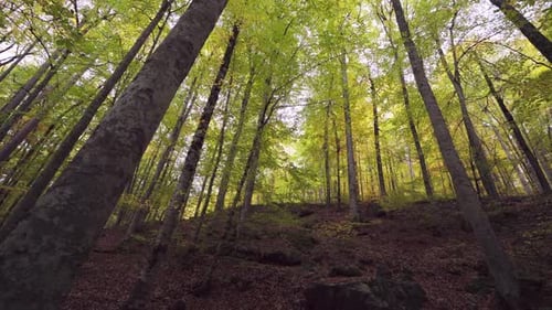 Forest In Autumn-Cinematic Slow Motion