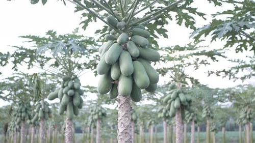 Lush Papaya Trees With Green Papayas in Orchard