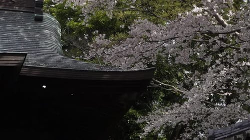 Beautiful view of typical Japanese temple roof with pink Cherry blossoms