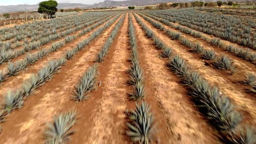 Backwards Shot Over Agave Fields in Tequila, Jalisco, Mexico