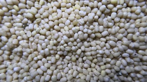 Close-up Hulled White Lentils Zooming In