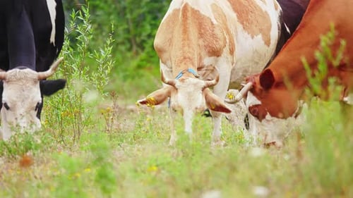 Cows Grazing Peacefully in Sunny Green Meadow