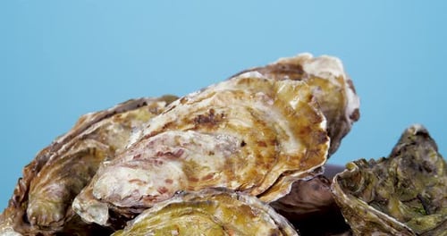 Closed Fresh L'authentique Oysters on the Plate Rotating on a Blue Background. Close Up, Slow Motion